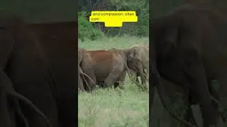 This Is Why Elephants Are Amazing! 🐘 #wildlife #facts #nature #elephants #viralvideo