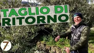 Taglio di Ritorno come e quando eseguirlo durante la potatura