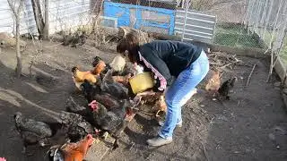 КУРЫ несушки. Чем кормить кур. Наши условия для содержания кур