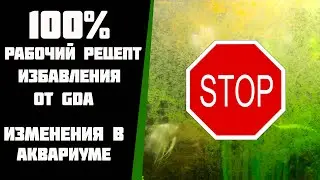 How to get rid of GDA (Green Dust Algae) in an aquarium: a proven recipe.