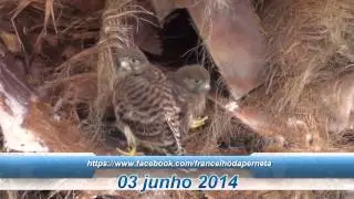 O Francelho da Perneta 03-06-2014