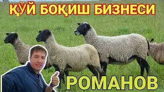 ҚЎЙ БОҚИШ БИЗНЕС СИРЛАРИ РОМАНОВ ҚЎЙИ романов куйлари