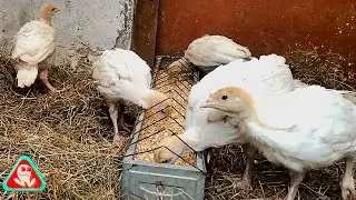 Lice invasion in chickens ...How do I get rid of lice?