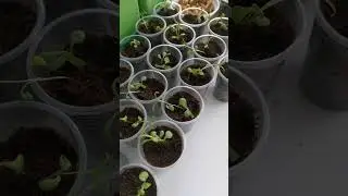 Всхожесть гвоздики от Семена Алтая.