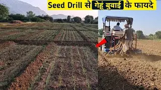 Seed Drill से गेहूं की बुवाई के फायदे || Wheat Sowing by Seed Drill ||