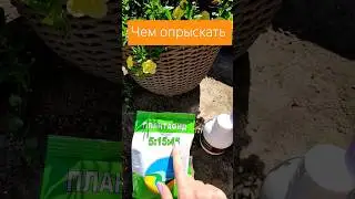 ЧЕМ ОПРЫСКАТЬ ПО ЛИСТУ ДЛЯ ПЫШНОГО РОСТА 
