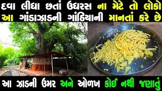 રાજકોટનાં રાજમહેલમાં આવેલું આ આનોખું ઝાડ બધાની ઉધરસ મટાડે છે