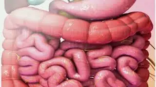 Peristalsis | Chyme | Bolus | Intestines |