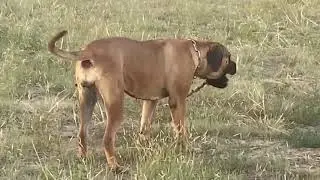 AMAZING FEMALE BOERBOEL FOR SALE