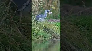 Catch fish