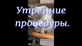 Утренние процедуры