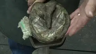 Trimming Annabelle's Hind Feet