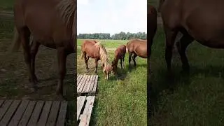 К нам пришли КОНИ