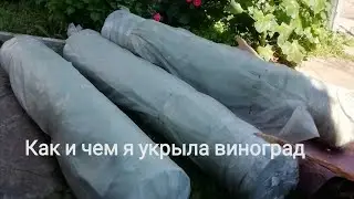 Укрыть виноград на зиму  не сложно.