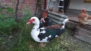Начало фермерской жизни😁/жизнь на юге.