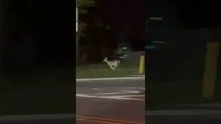 Oh dear! Why are you running?