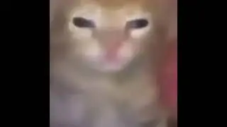 CAT CAT CAT CAT CAT CAT CAT CAT CAT CAT CAT CAT CAT CAT CAT CAT CAT CAT CAT CAT CAT CAT CAT CAT CAT