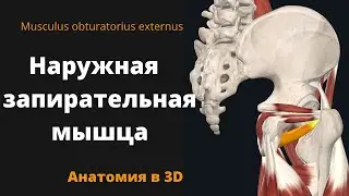 Наружная запирательная мышца. Musculus obturatorius externus. Анатомия в 3D.