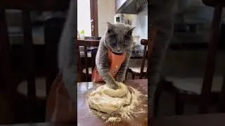 Cat Biscuits!!!  #funny #cats