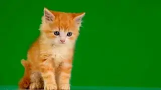 Green Screen Cat 🐈 Cat Green Screen Video 4