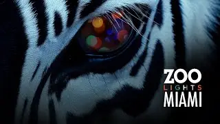 Zoo Lights Miami 2023