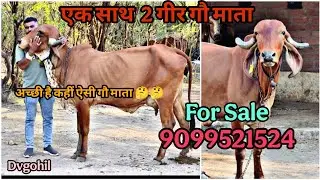 🔥2 Top Quality Gir Cows 🍁 For Sale | Dvgohil | 9099521524 #cow #gircow