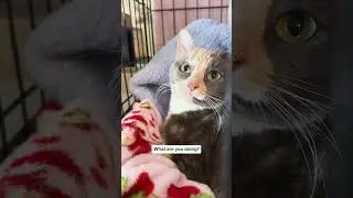 Rescued cat heals in loving foster home