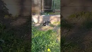 Гусь-казарка охраняет свое гнездо в Подмосковном сафари-парке #сафарипарк #забавныеживотные #nature