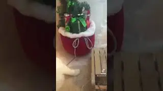 Sapin de noël 2022