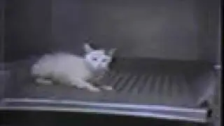 Do you support animal cruelty?