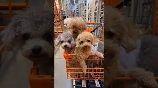 Met a cart full of adorable dogs at Home Depot.Brightened my day❣️🥰🐶  #cutedogs #doglover #shorts
