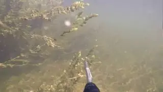 Красивый подводный мир раскатов Волги