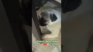 #собака #забавные #животные #собаки #pug #топ #мопс #мопсик