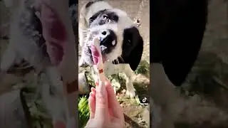 Милашки