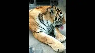 Tiger 245