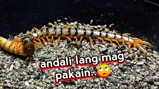 Madali lang naman mag paka...... nevermind! 🤦‍♂️