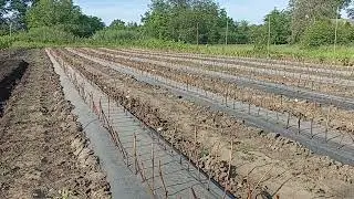 Початок весняних робіт на винограднику. Посадка школки.