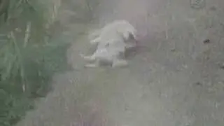 dog scratching its back down a hill