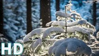 Time-Lapse: Snowfall | Drone Aerial View | Free stock footage | Free HD Videos - no copyright