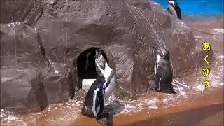 ペンギンの鳴き声   南知多ビーチランド(Крик пингвина Пляжная земля Минамичита)