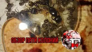 Обзор пяти муравьиных колоний. Проект с каналом elfingord