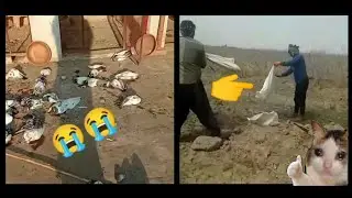 बिल्ली ने सब कबूतर मारदिए 😭||फिर देखिए क्या हुआ #kabutar #catattack #2million