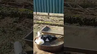 Селезень ухаживает за уткой в ванной.