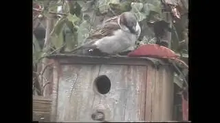 Blue tits constantly fattening up the chicks. Bird box garden watch.