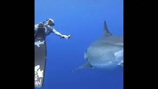 Believed to be the biggest great white shark ever recorded near the island of Oahu, Hawaii