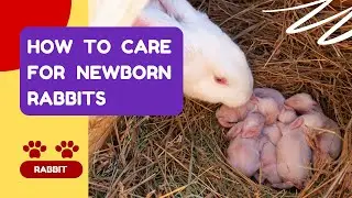 How to Care for Newborn Rabbits