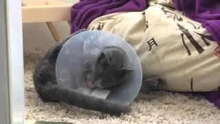 Котику джейсону отрезали бубенцы :(