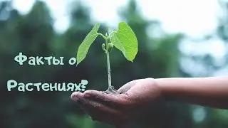 Факты о Растениях