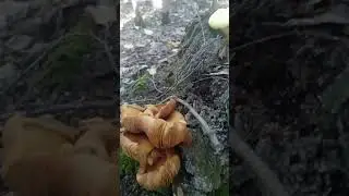 Что за грибы?