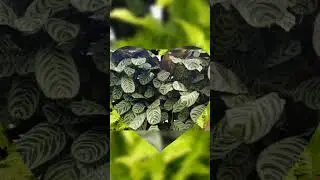 цветы, Flowers